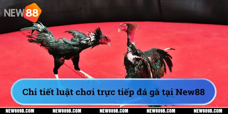 Chi tiết luật chơi trực tiếp đá gà tại New88