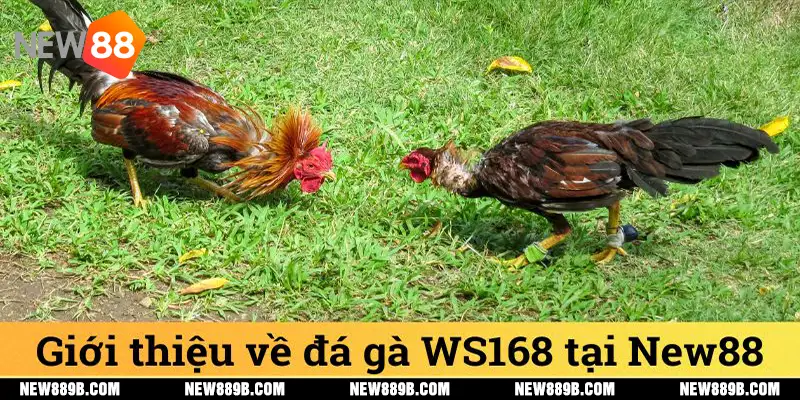 Giới thiệu về đá gà WS168 tại New88