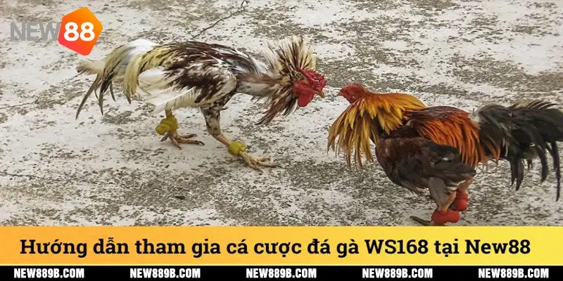 Hướng dẫn tham gia cá cược đá gà WS168 tại New88